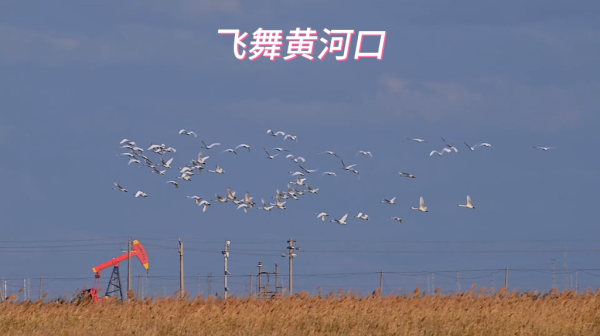 飞舞黄河口