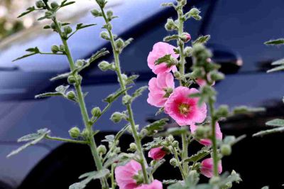 蜀葵花开——4