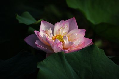 夏日荷影（17）