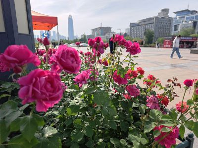 泉城广场——鲜花的海洋6