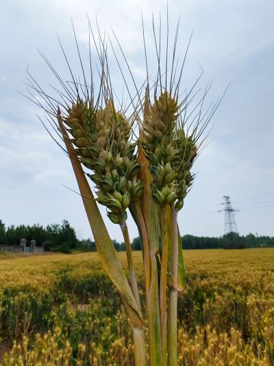 《穗沉知夏至，麦熟待开镰》