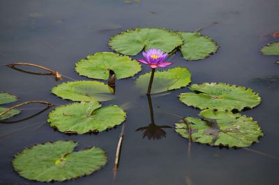 莲韵（1）