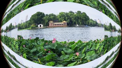 大明湖赏荷2