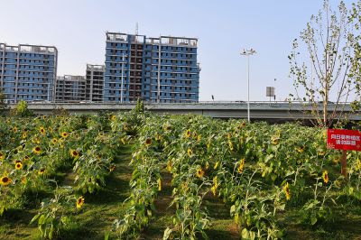 傍晚时分公园里的葵花（2）