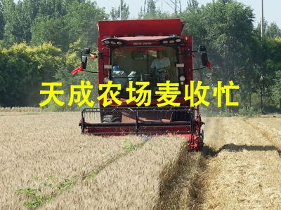 天成农场麦收忙