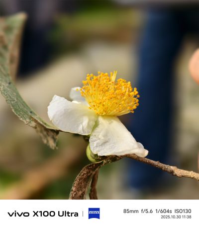 茶叶是秋天开花