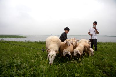 《牧羊新时尚》