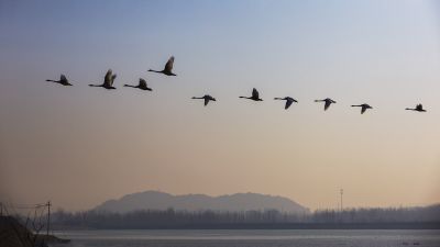 济南天桥沉砂池天鹅1