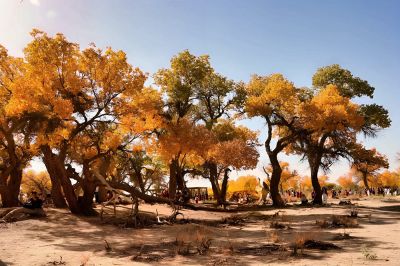 大漠胡杨（下）