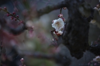 [原创] 寻常一样窗前月  才有梅花不一样