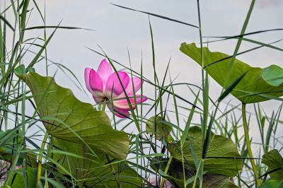 蒹葭苍苍