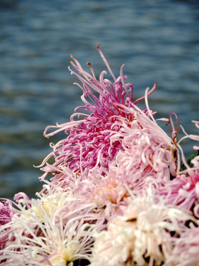 湖畔秋菊