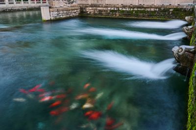 济南新八景作品投稿：黑虎啸月