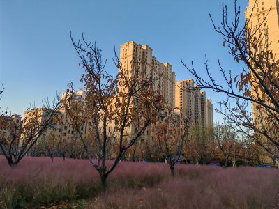 251127市民公园的早晨4