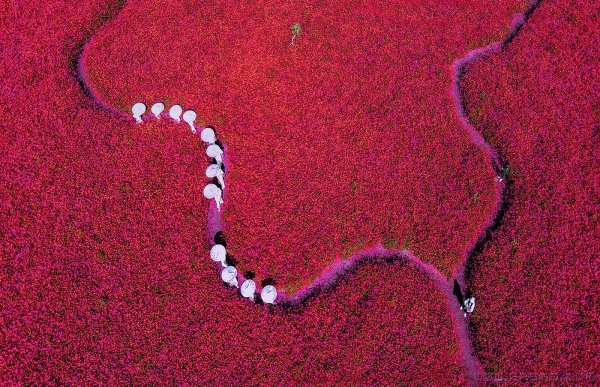 花海丽影