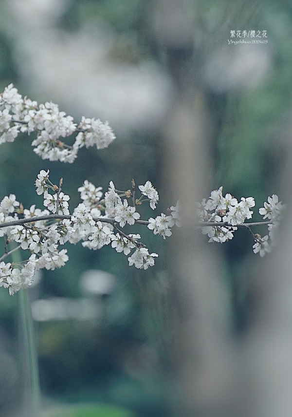 【繁花季】樱之花