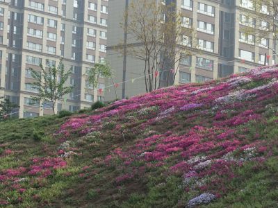 福禄考花海5