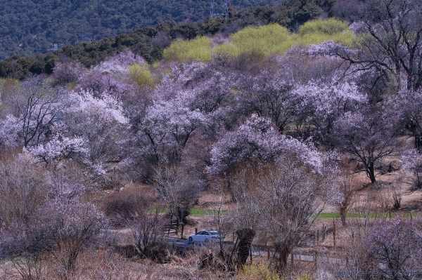 [原创] 三月的西藏桃花无处不在