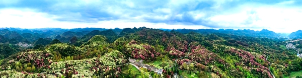 百里杜鹃惹人醉