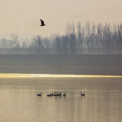 济南天桥沉沙湖天鹅7