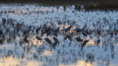 灰鹤觅食黄河滩