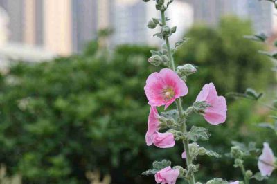 蜀葵花