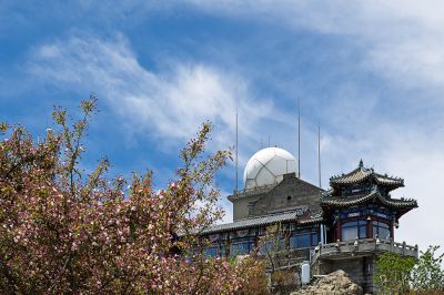 岱顶海棠花开