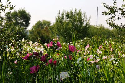 芙蓉葵花田（2）