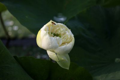 夏日荷影（2）