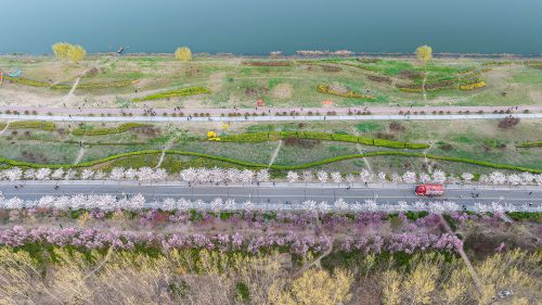 微山湖樱花大道