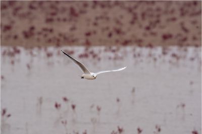 黄河入海口，侯鸟天堂。