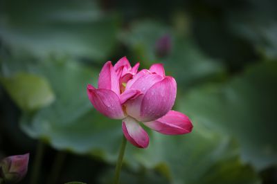 夏日荷影（5）