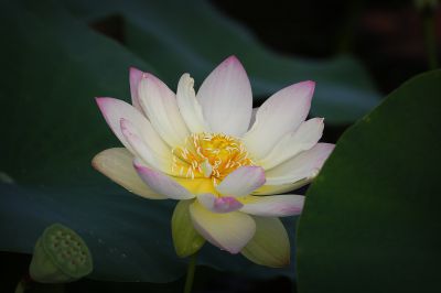 夏日荷影（13）