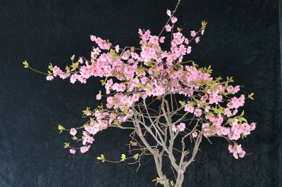 迎春梅展（6）