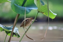 荷塘 黄苇鳽