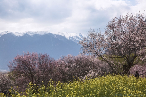 [原创] 西藏之旅 ------ 嘎朗桃花源(二)