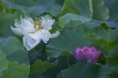水佩风裳