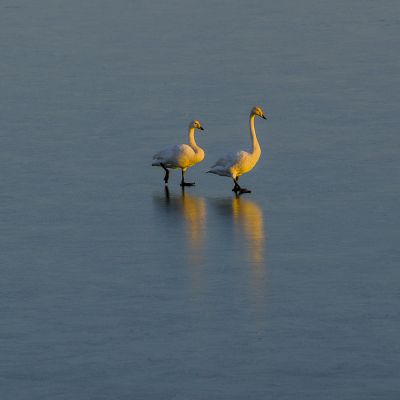 黄河沉沙池天鹅 5