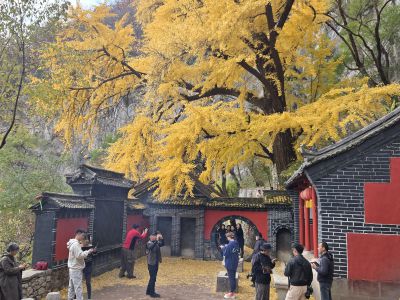 白石洞银杏红遍大江南北