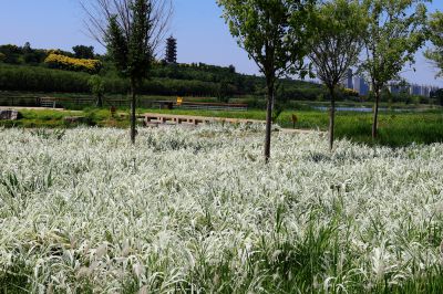 五月花开（5）