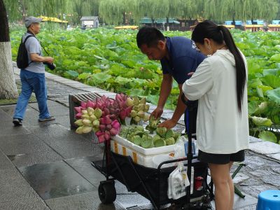 卖荷花4