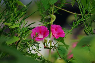 牵牛花（2）
