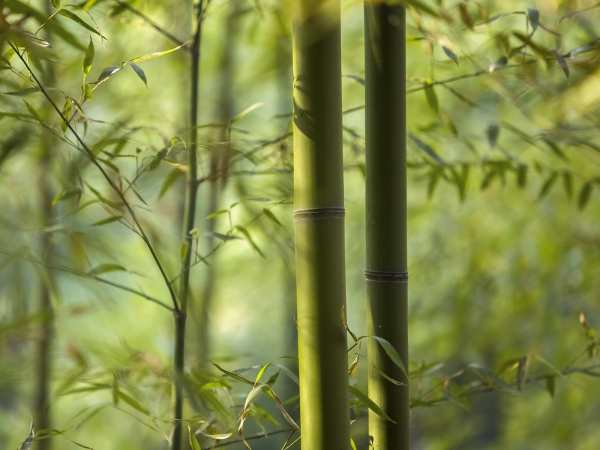 未曾出土先有节，便凌云去也无心