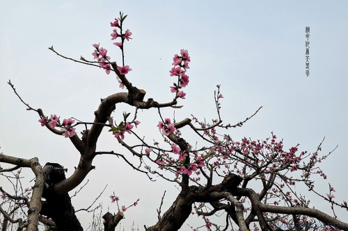 桃花依旧笑春风