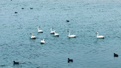 黄河湿地天鹅图