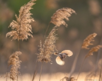 [原创]晨光里的小精灵