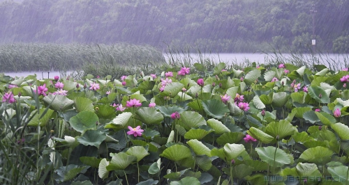 [原创]疾雨浴荷花更艳