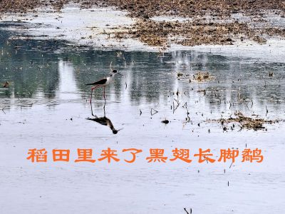 稻田里来了黑翅长脚鹬