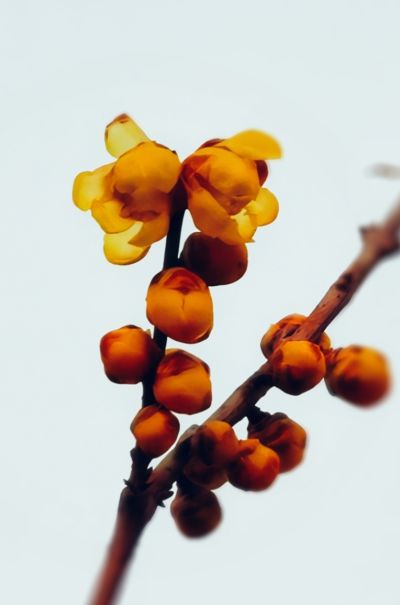 寒梅花开庆元旦