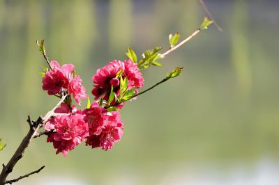 桃 花 依 旧 笑 春 风（1）